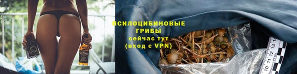 прущие грибы Абинск
